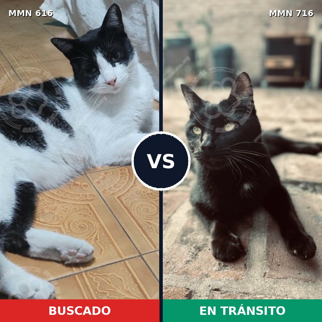 Comparativa MMS 10342: mascota perdida y mascota encontrada, 63% de similitud