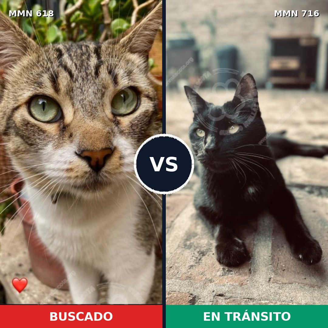 Comparativa MMS 10343: mascota perdida y mascota encontrada, 76% de similitud