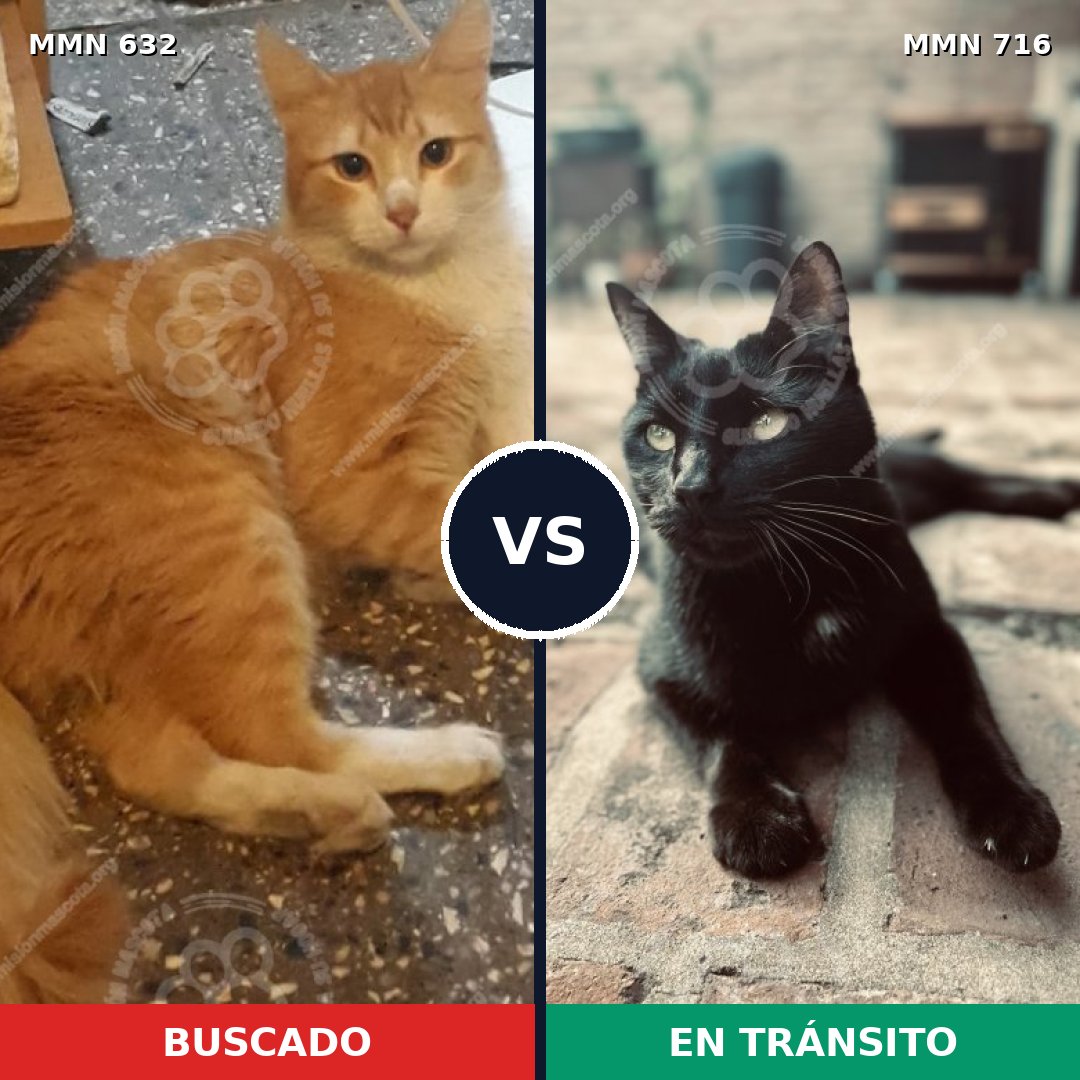 Comparativa MMS 10344: mascota perdida y mascota encontrada, 54% de similitud
