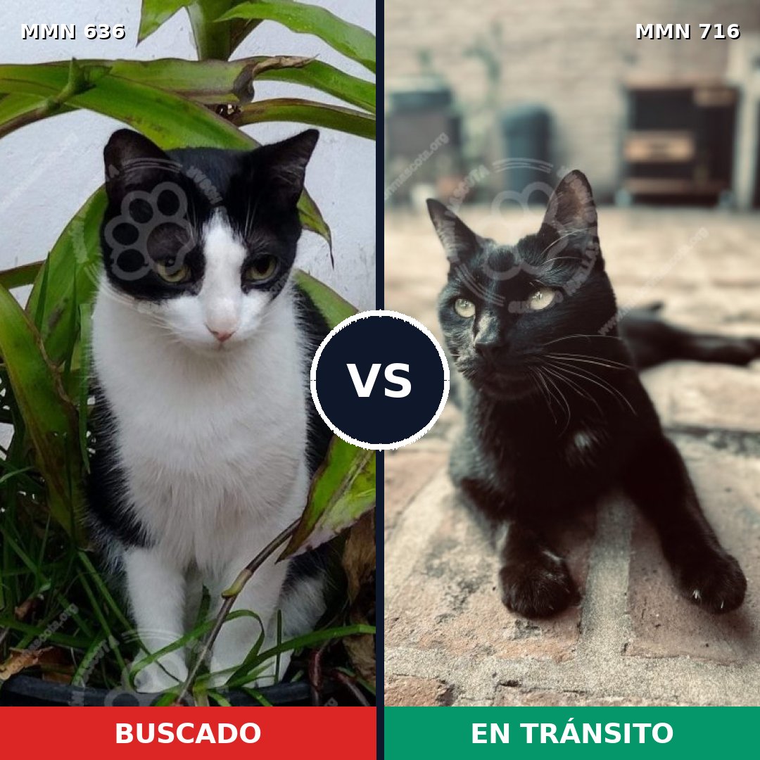 Comparativa MMS 10345: mascota perdida y mascota encontrada, 70% de similitud