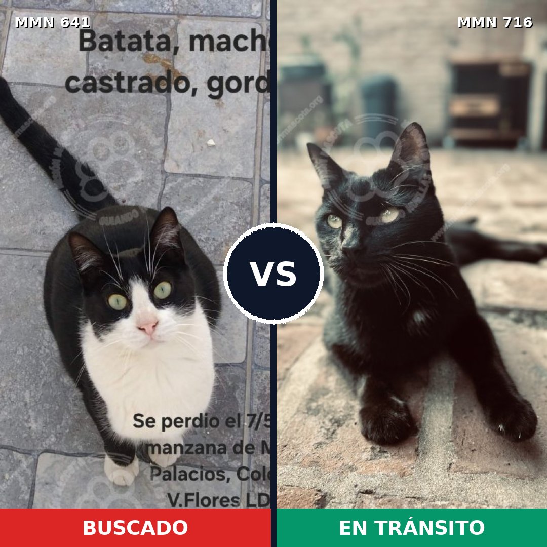 Comparativa MMS 10346: mascota perdida y mascota encontrada, 68% de similitud