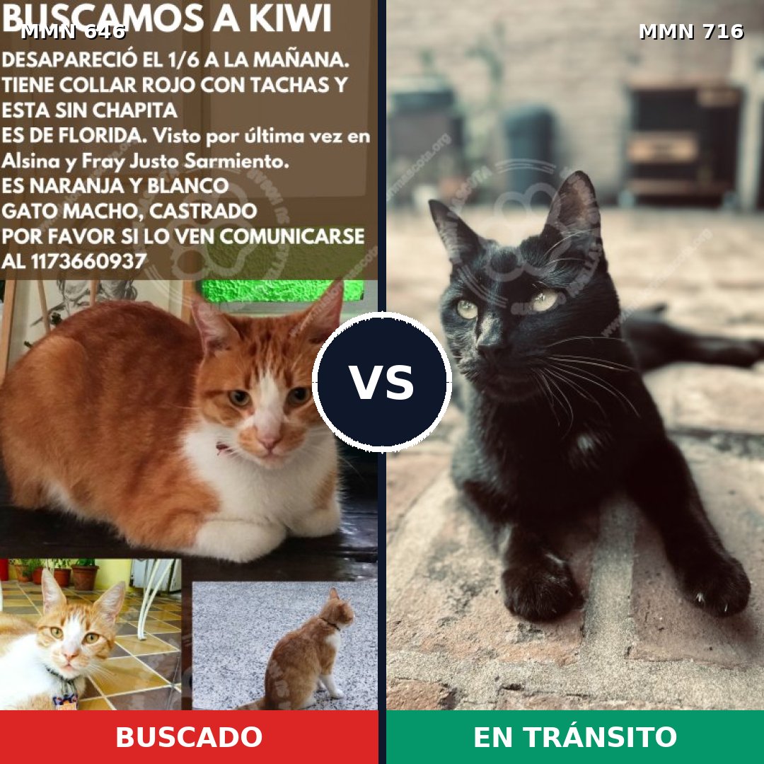 Comparativa MMS 10348: mascota perdida y mascota encontrada, 52% de similitud