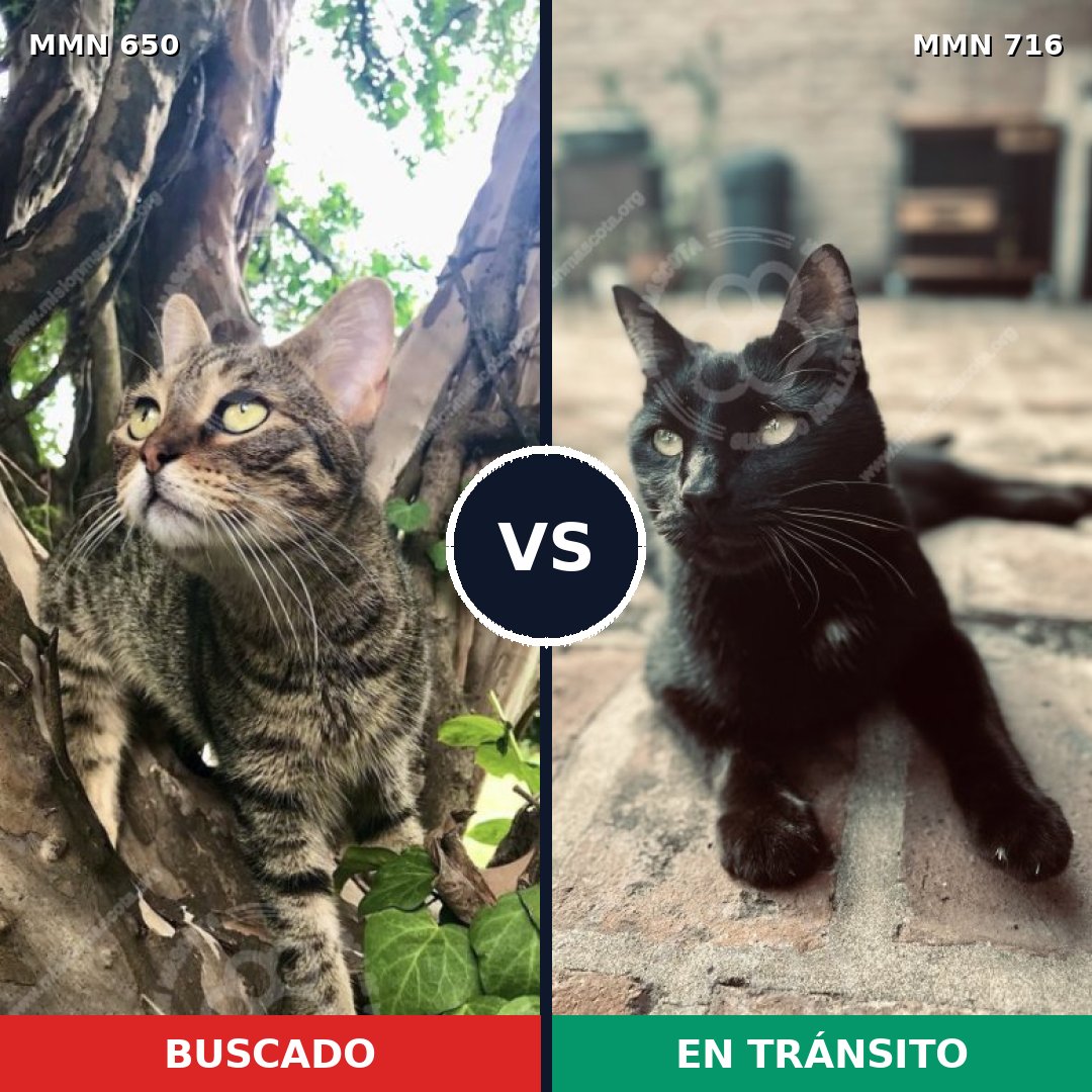 Comparativa MMS 10349: mascota perdida y mascota encontrada, 44% de similitud