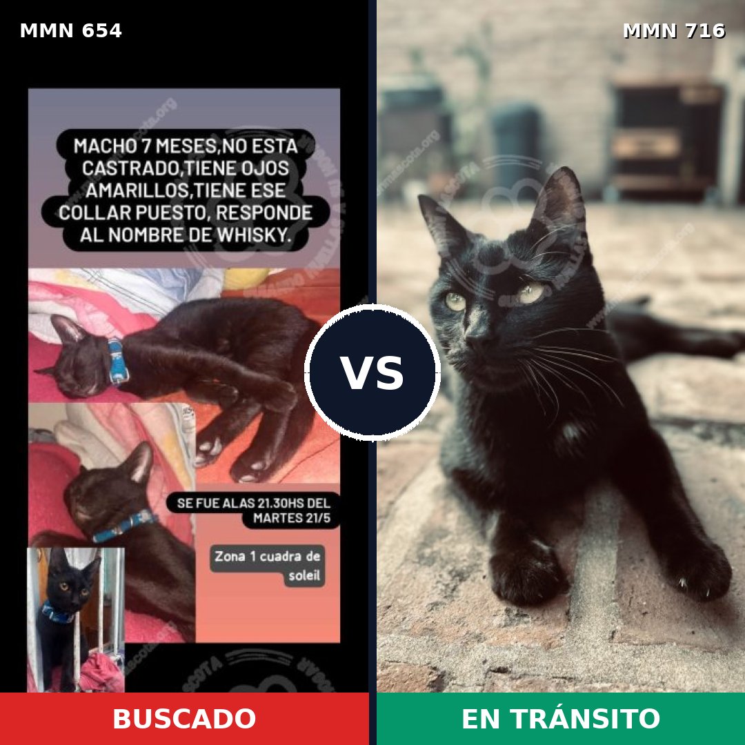 Comparativa MMS 10350: mascota perdida y mascota encontrada, 67% de similitud