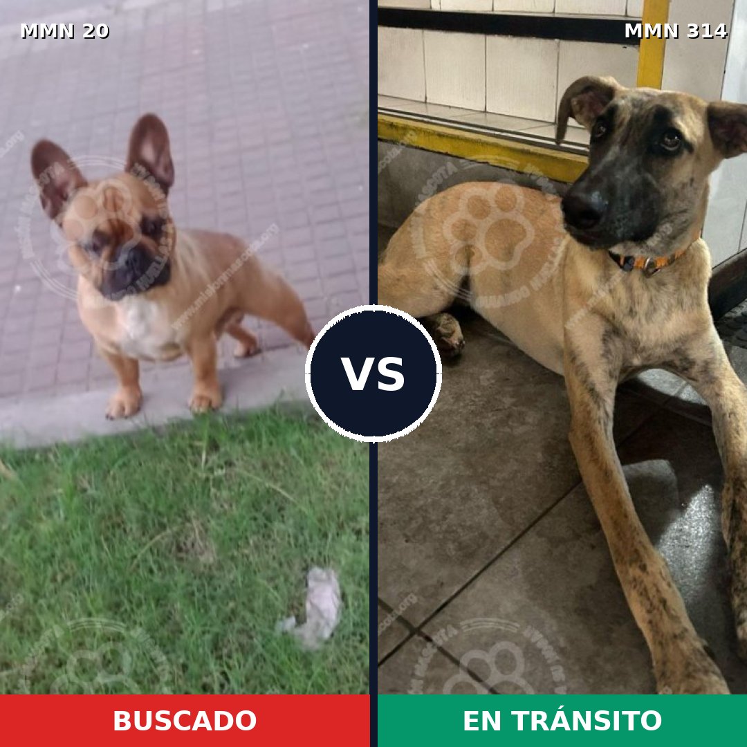 Comparativa MMS 1036: mascota perdida y mascota encontrada, 34% de similitud
