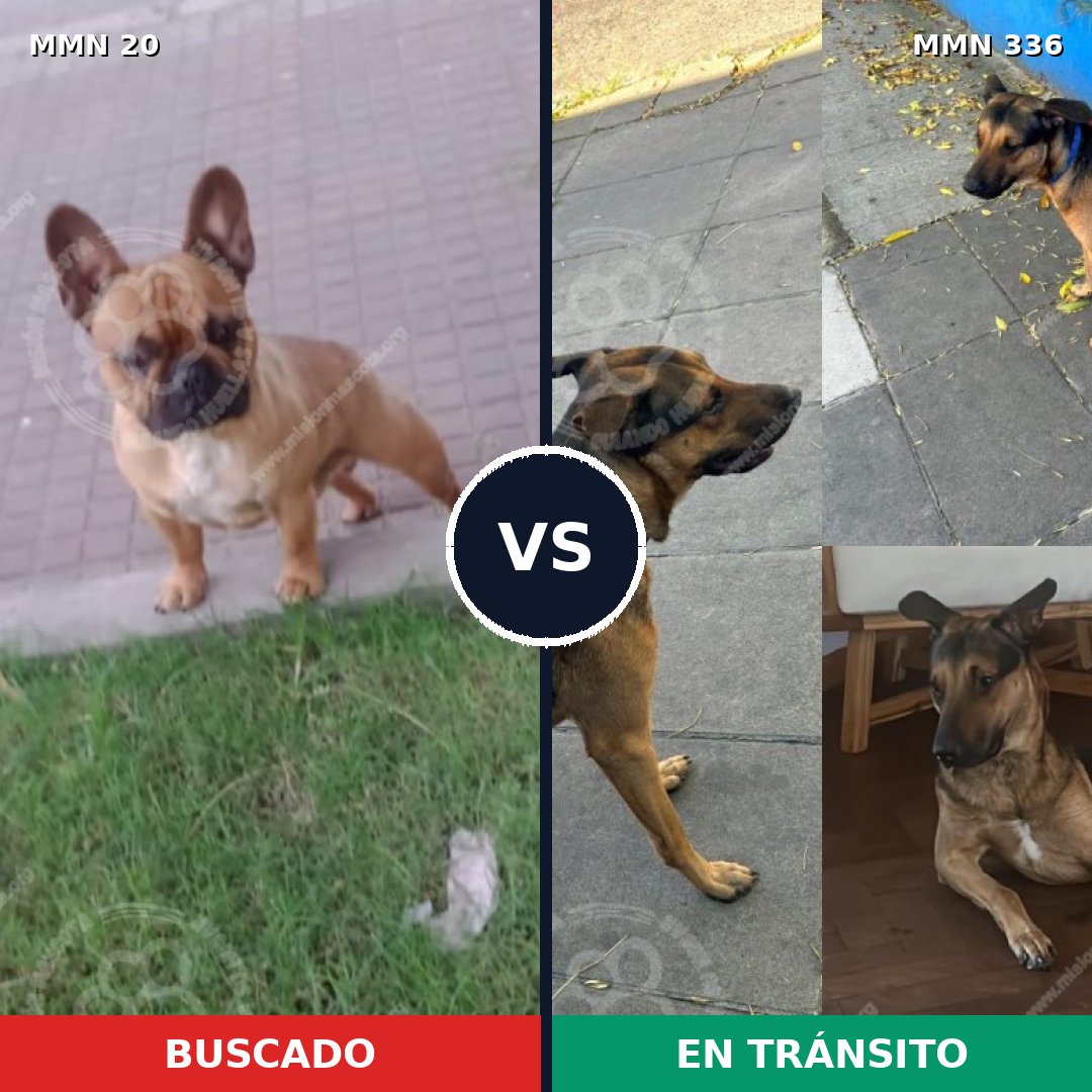 Comparativa MMS 1037: mascota perdida y mascota encontrada, 39% de similitud
