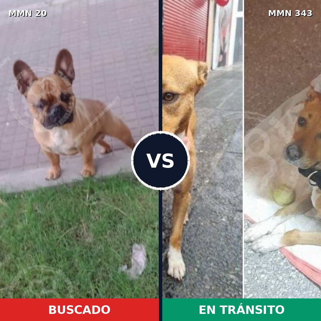 Comparativa MMS 1038: mascota perdida y mascota encontrada, 48% de similitud