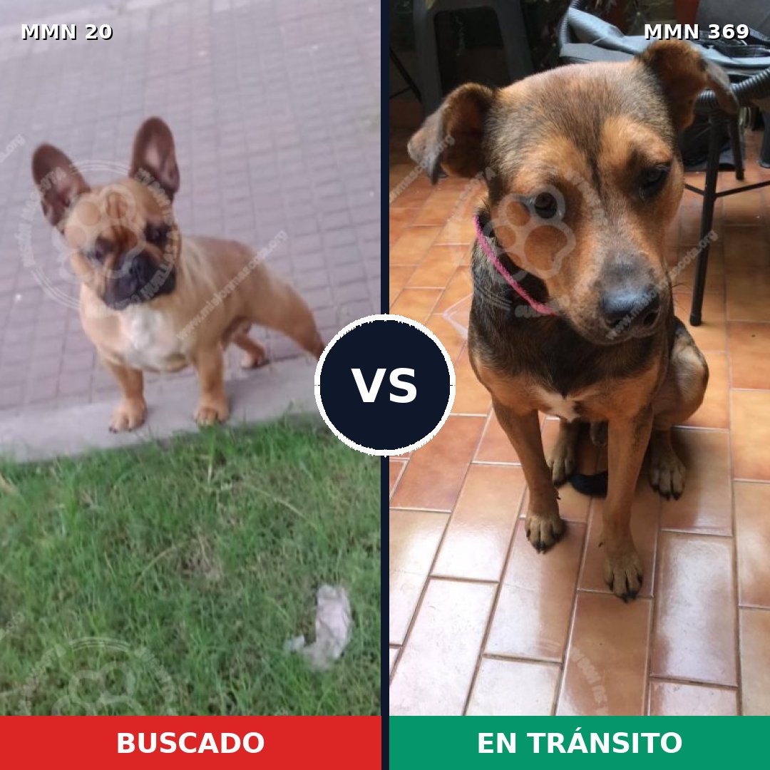 Comparativa MMS 1039: mascota perdida y mascota encontrada, 39% de similitud