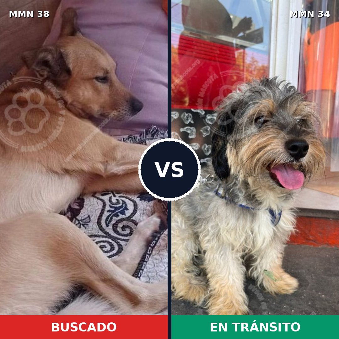 Comparativa MMS 104: mascota perdida y mascota encontrada, 57% de similitud