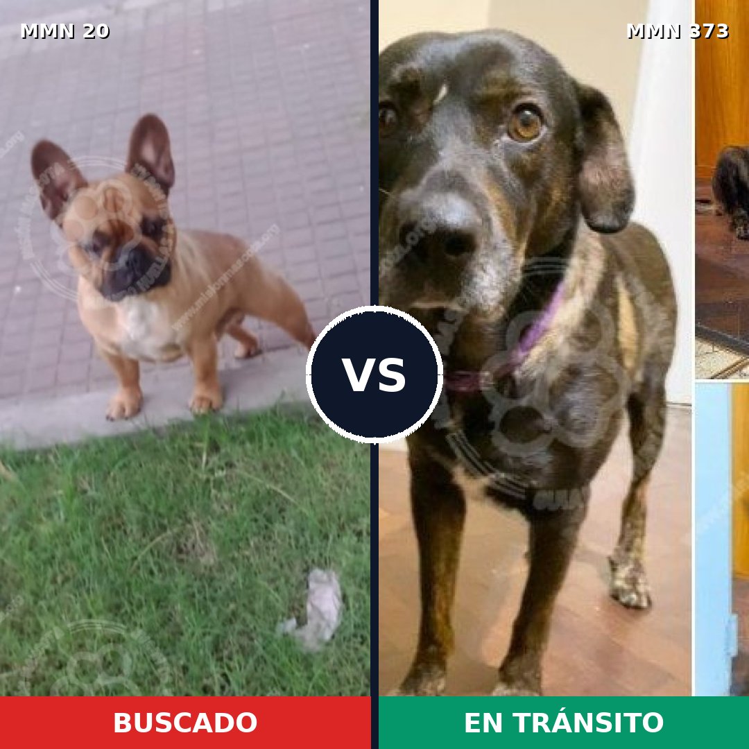 Comparativa MMS 1040: mascota perdida y mascota encontrada, 30% de similitud
