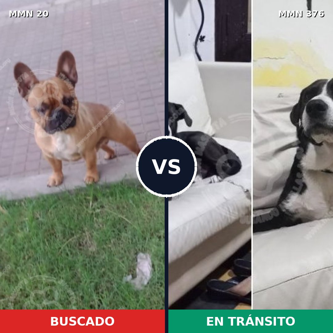 Comparativa MMS 1041: mascota perdida y mascota encontrada, 41% de similitud