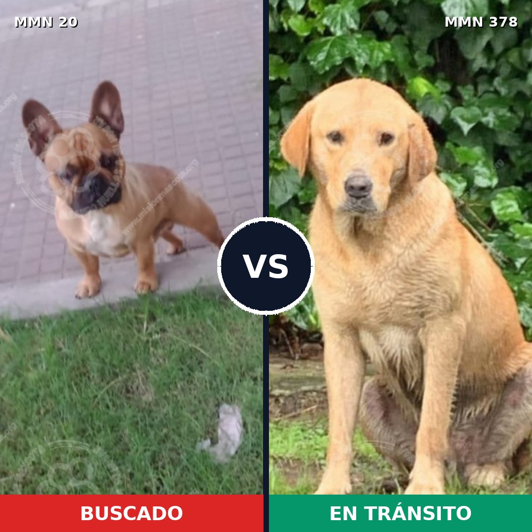 Comparativa MMS 1042: mascota perdida y mascota encontrada, 27% de similitud