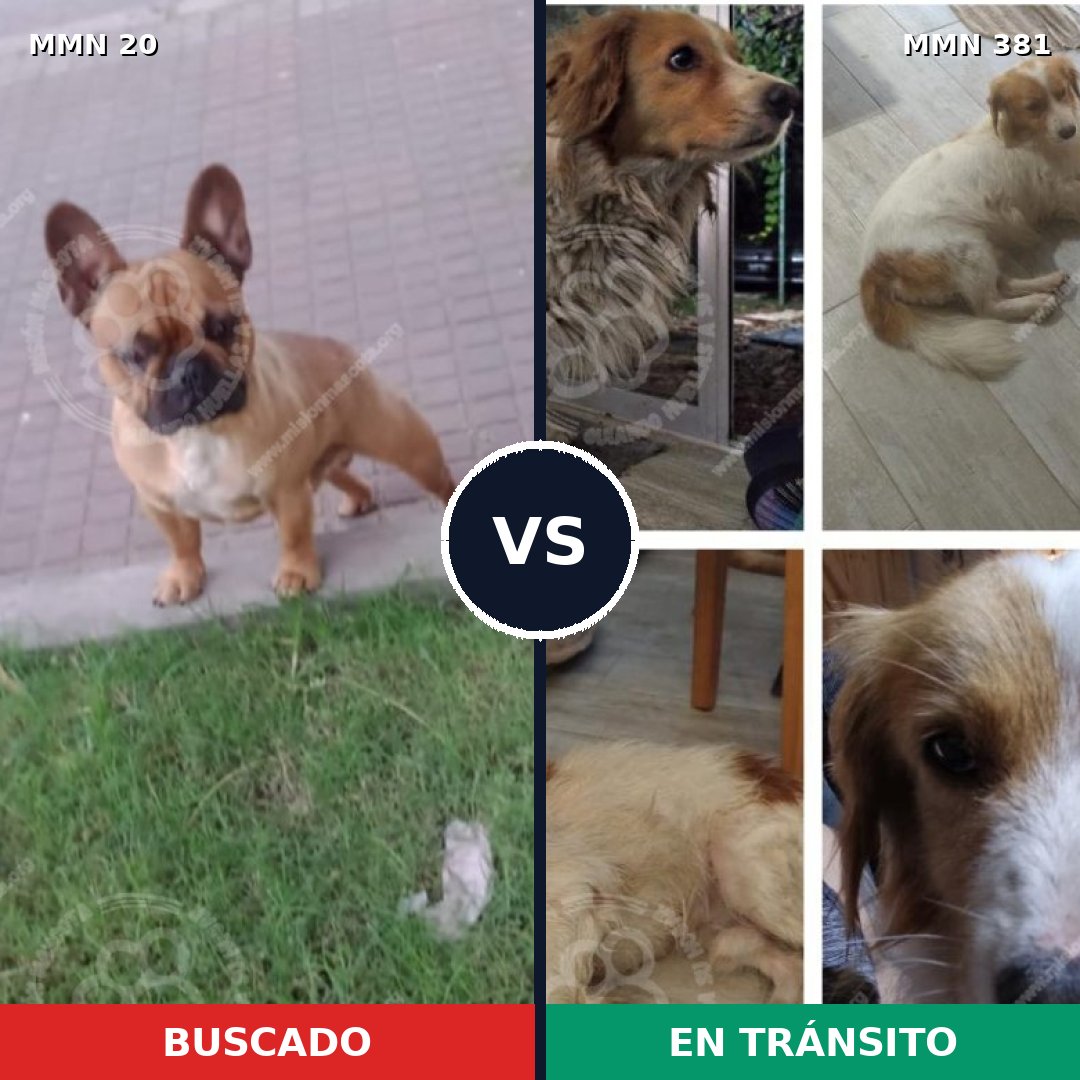 Comparativa MMS 1043: mascota perdida y mascota encontrada, 37% de similitud