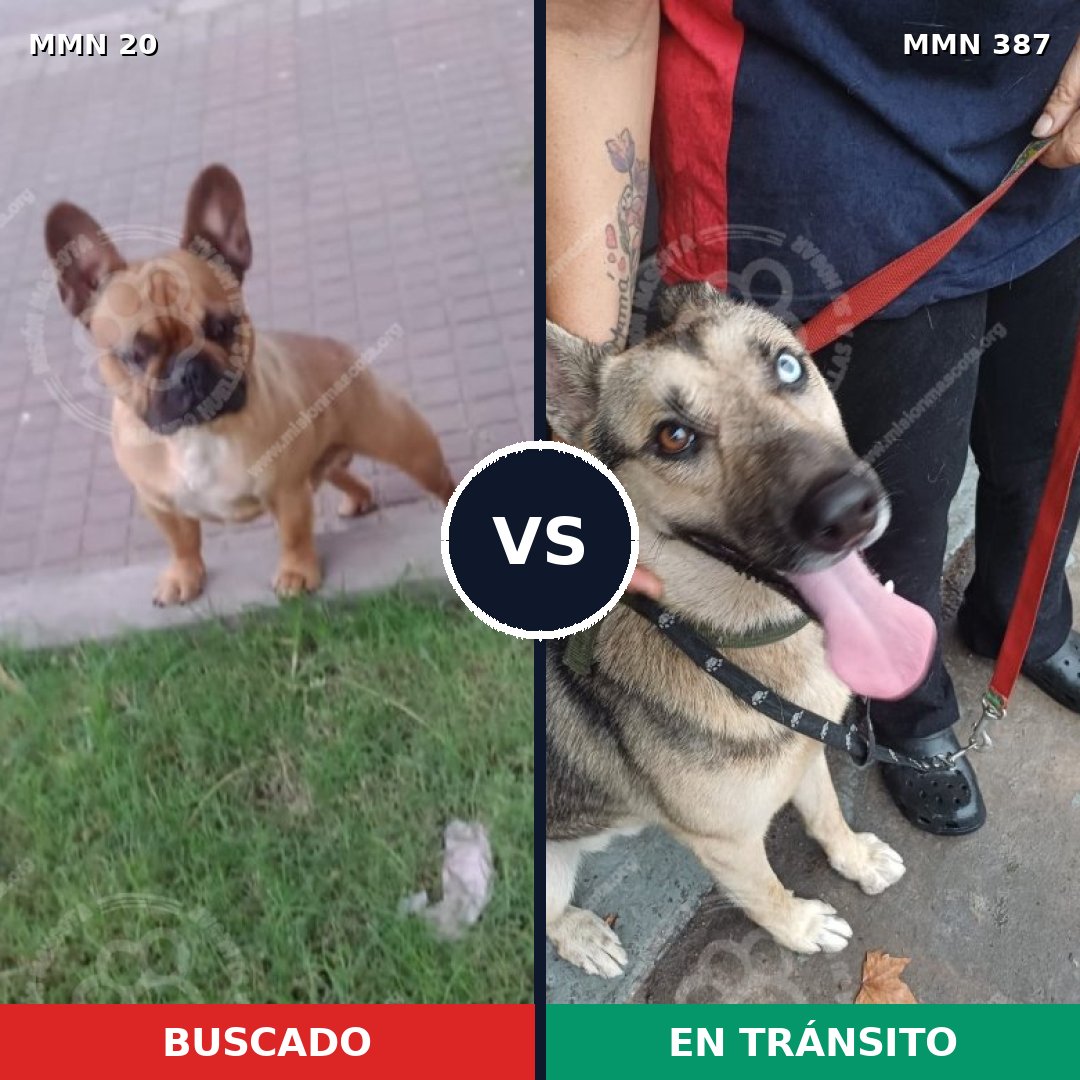 Comparativa MMS 1044: mascota perdida y mascota encontrada, 27% de similitud