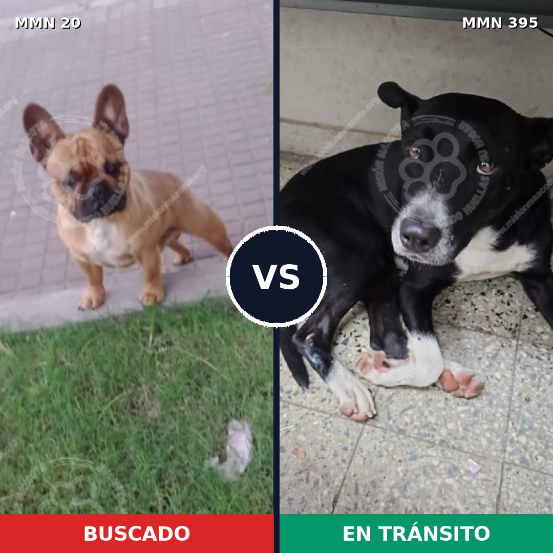 Comparativa MMS 1045: mascota perdida y mascota encontrada, 42% de similitud