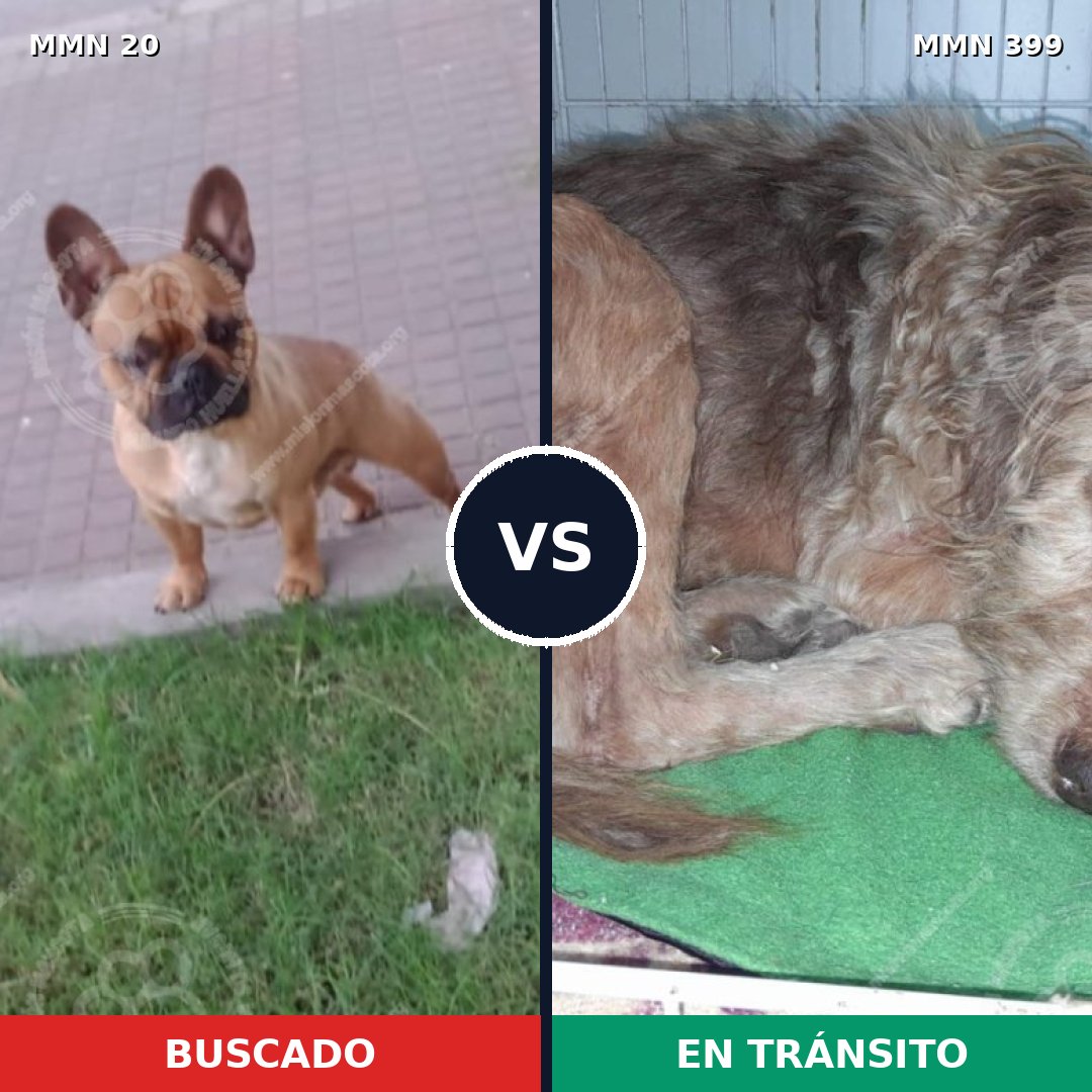 Comparativa MMS 1046: mascota perdida y mascota encontrada, 38% de similitud