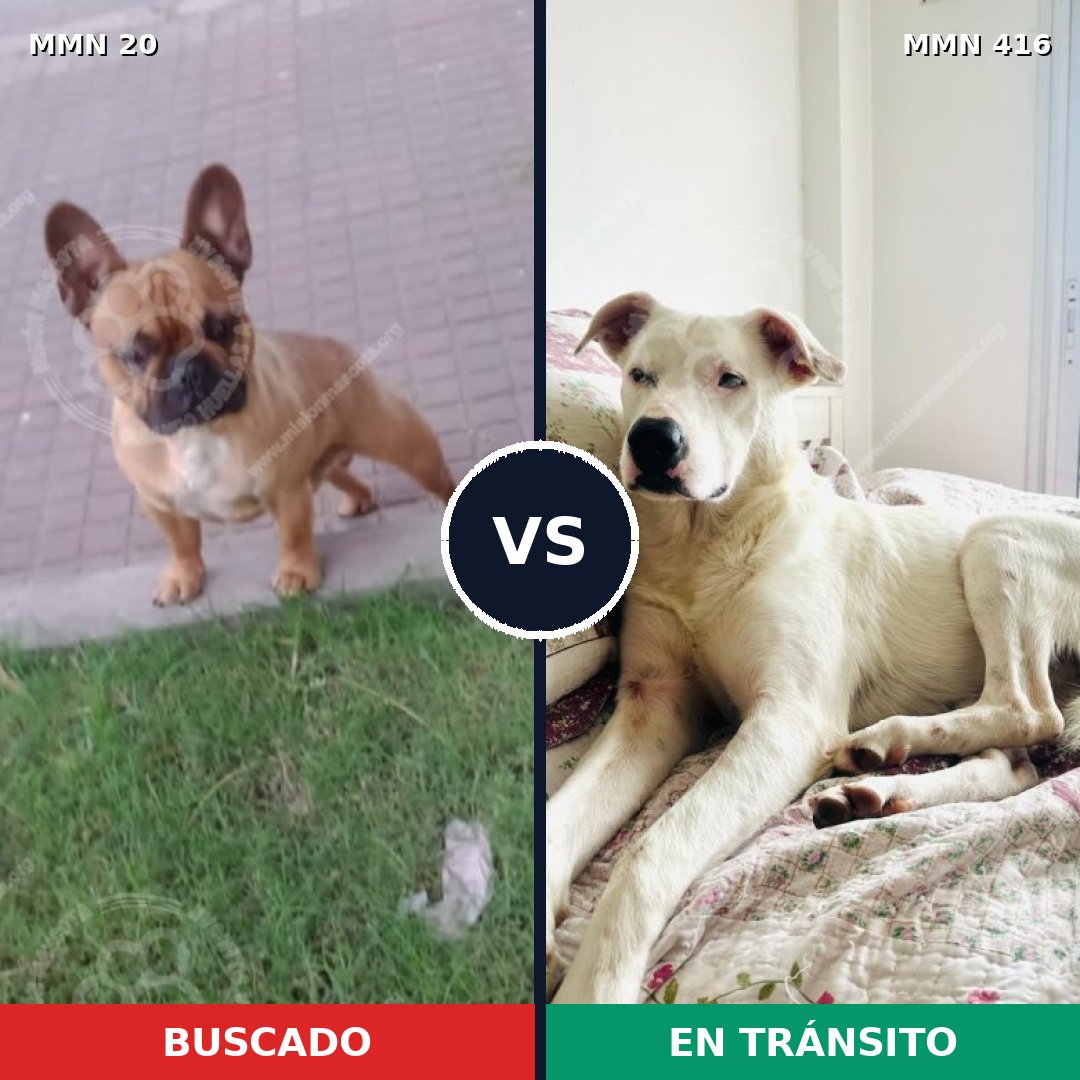 Comparativa MMS 1047: mascota perdida y mascota encontrada, 27% de similitud