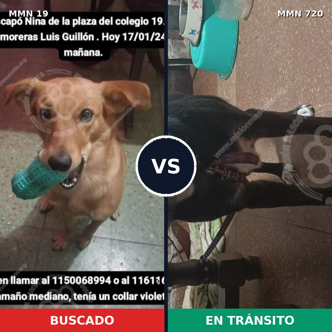 Comparativa MMS 10478: mascota perdida y mascota encontrada, 70% de similitud