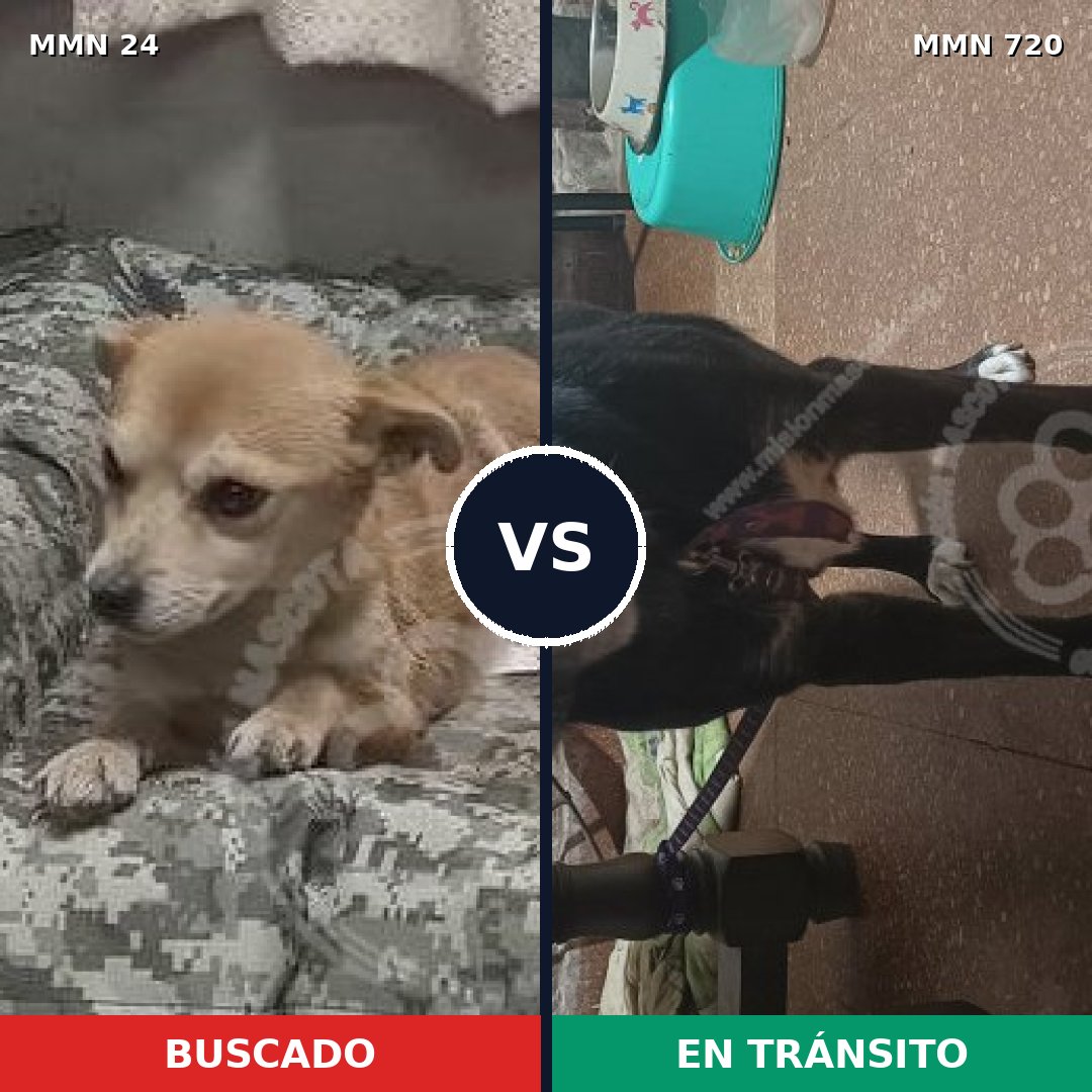 Comparativa MMS 10479: mascota perdida y mascota encontrada, 57% de similitud