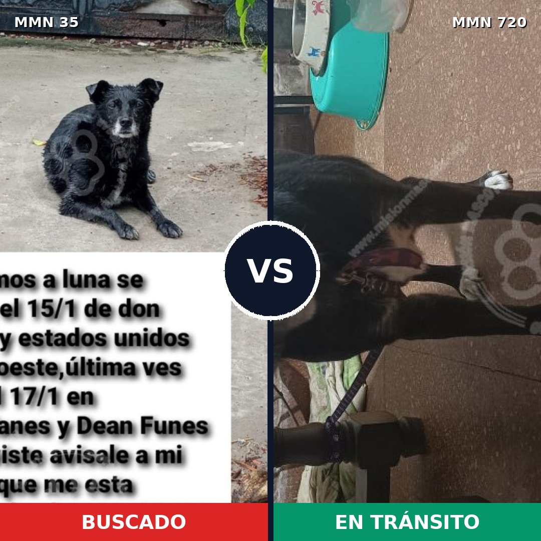 Comparativa MMS 10482: mascota perdida y mascota encontrada, 81% de similitud