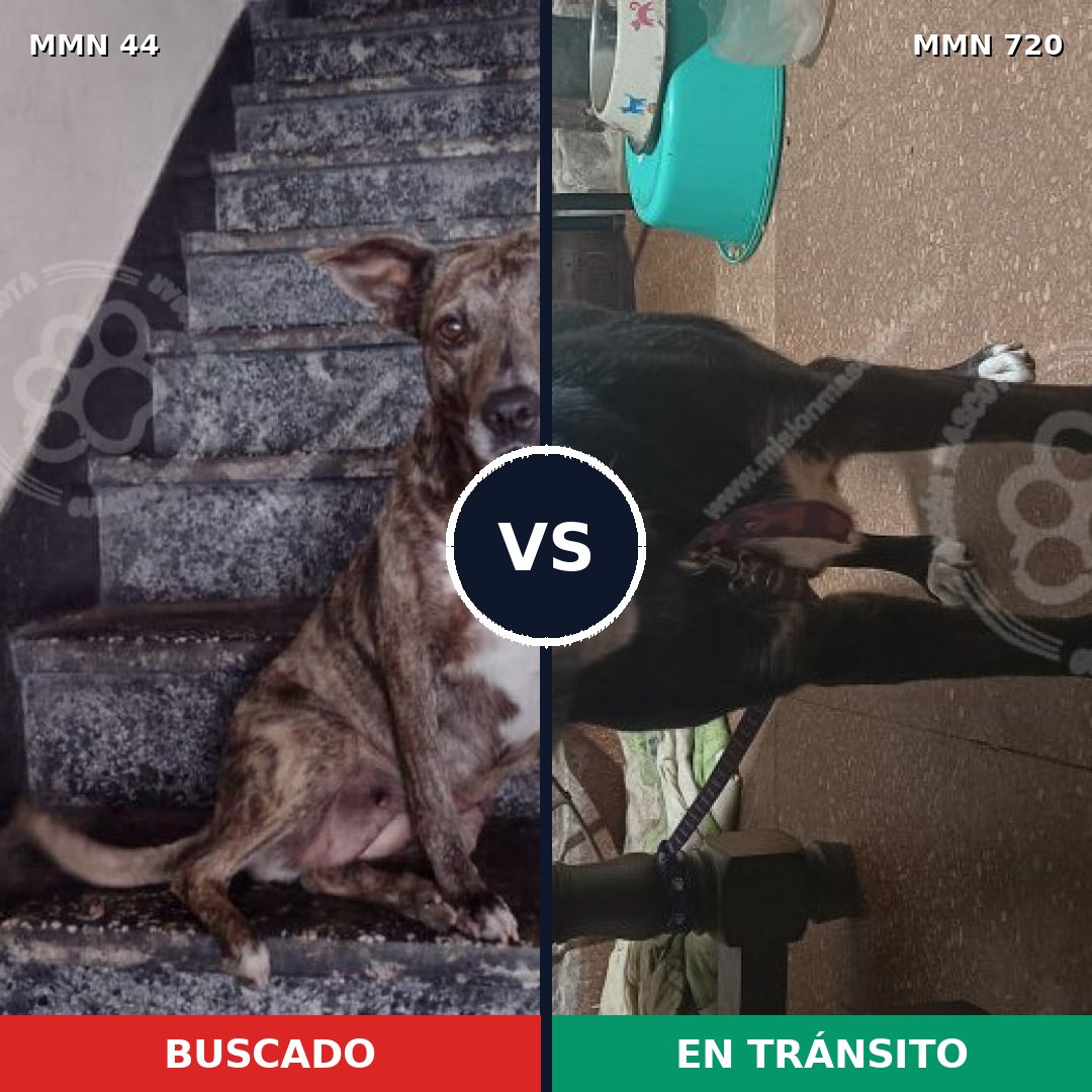 Comparativa MMS 10483: mascota perdida y mascota encontrada, 66% de similitud