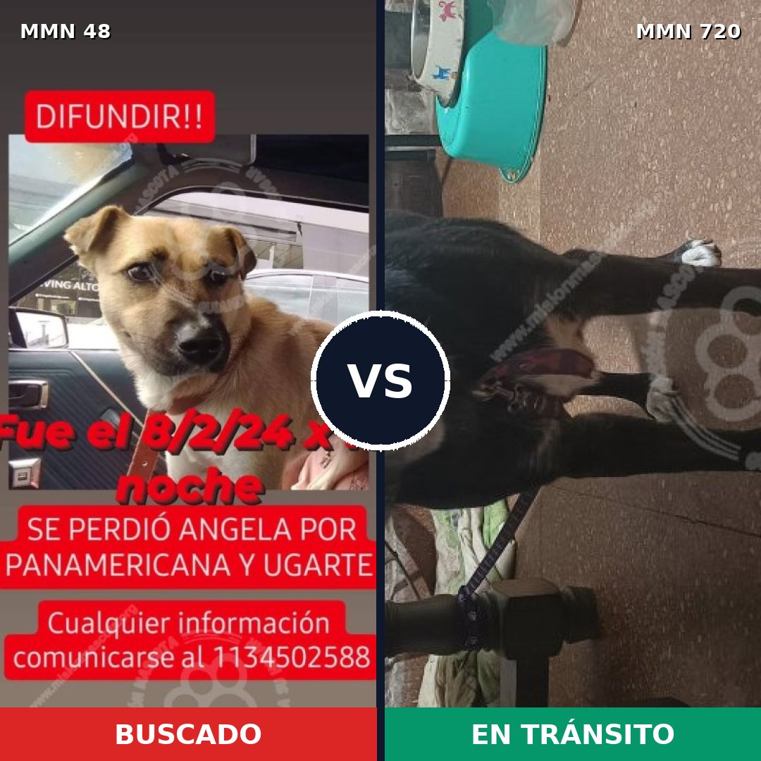 Comparativa MMS 10484: mascota perdida y mascota encontrada, 70% de similitud