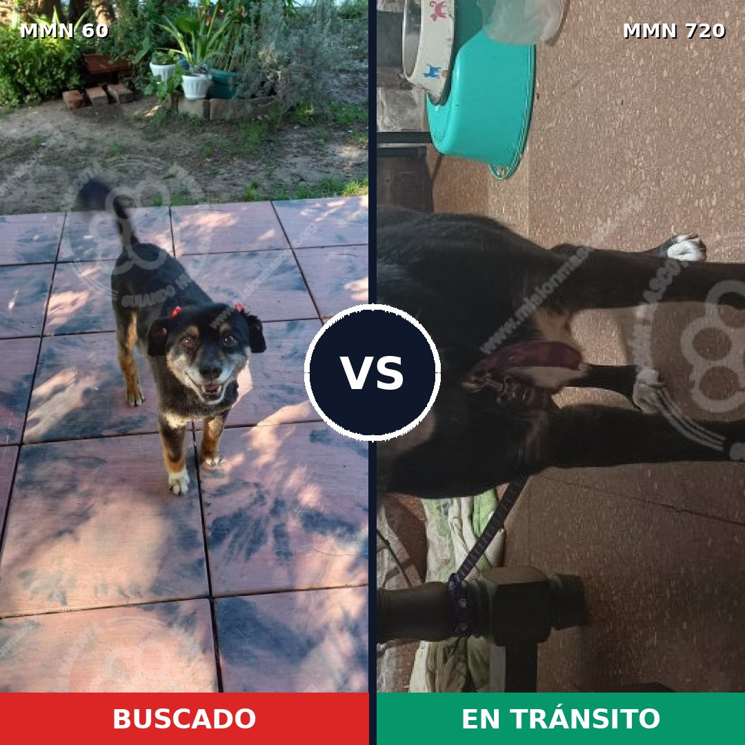 Comparativa MMS 10486: mascota perdida y mascota encontrada, 80% de similitud