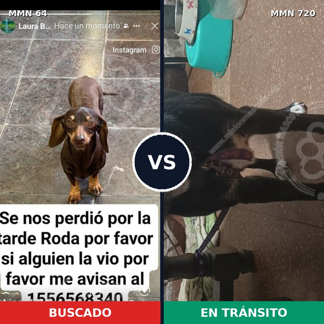 Comparativa MMS 10487: mascota perdida y mascota encontrada, 30% de similitud