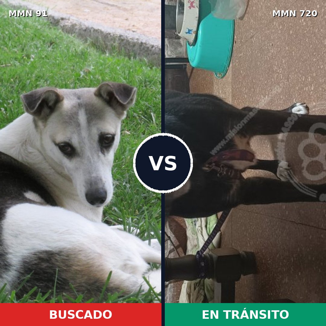 Comparativa MMS 10489: mascota perdida y mascota encontrada, 73% de similitud