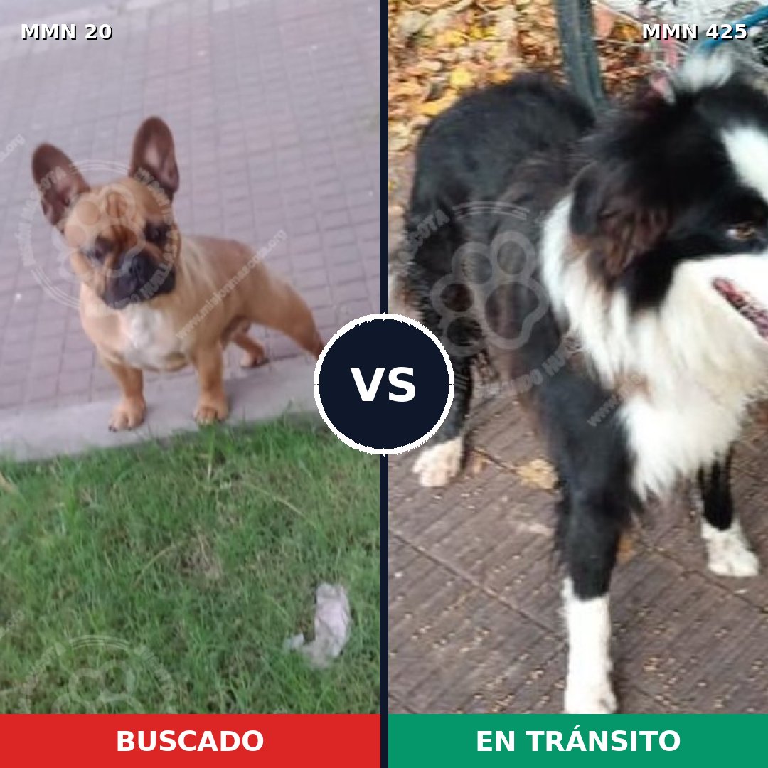 Comparativa MMS 1049: mascota perdida y mascota encontrada, 27% de similitud