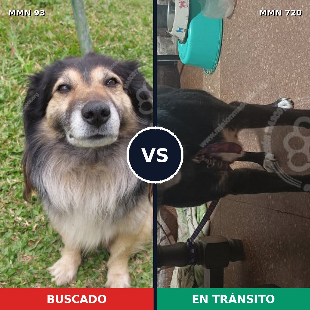 Comparativa MMS 10490: mascota perdida y mascota encontrada, 57% de similitud