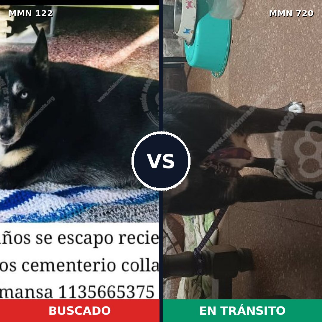 Comparativa MMS 10491: mascota perdida y mascota encontrada, 62% de similitud