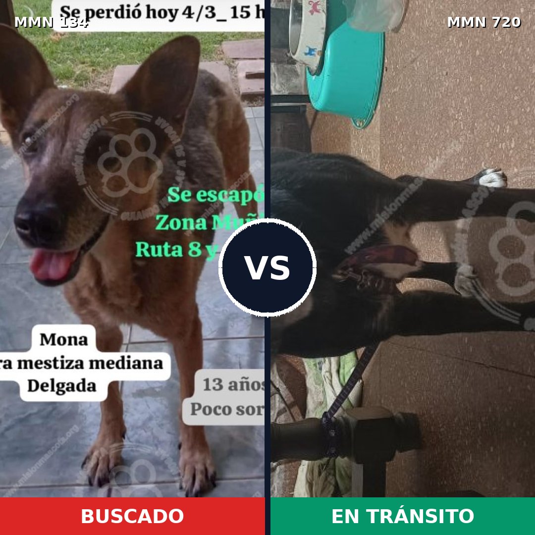 Comparativa MMS 10493: mascota perdida y mascota encontrada, 68% de similitud