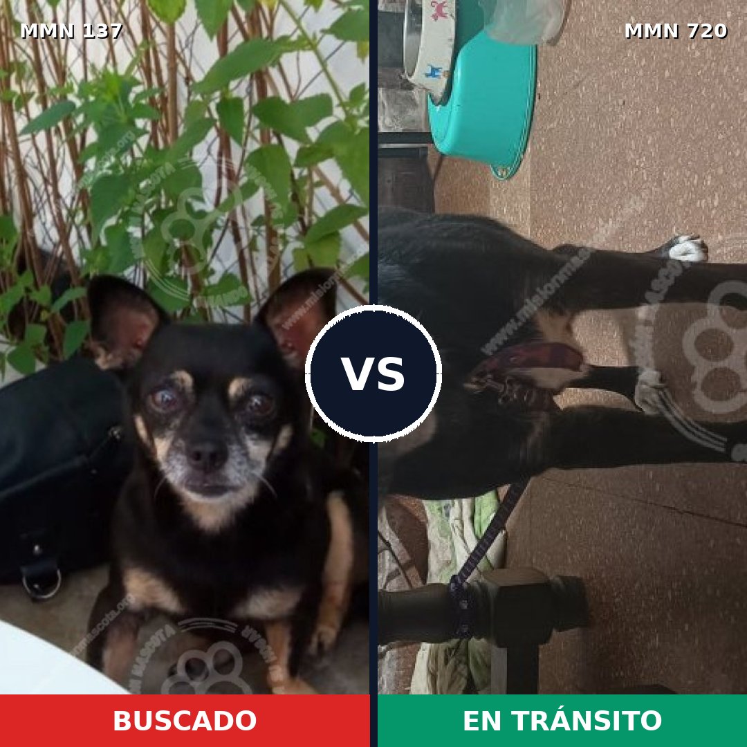 Comparativa MMS 10494: mascota perdida y mascota encontrada, 29% de similitud