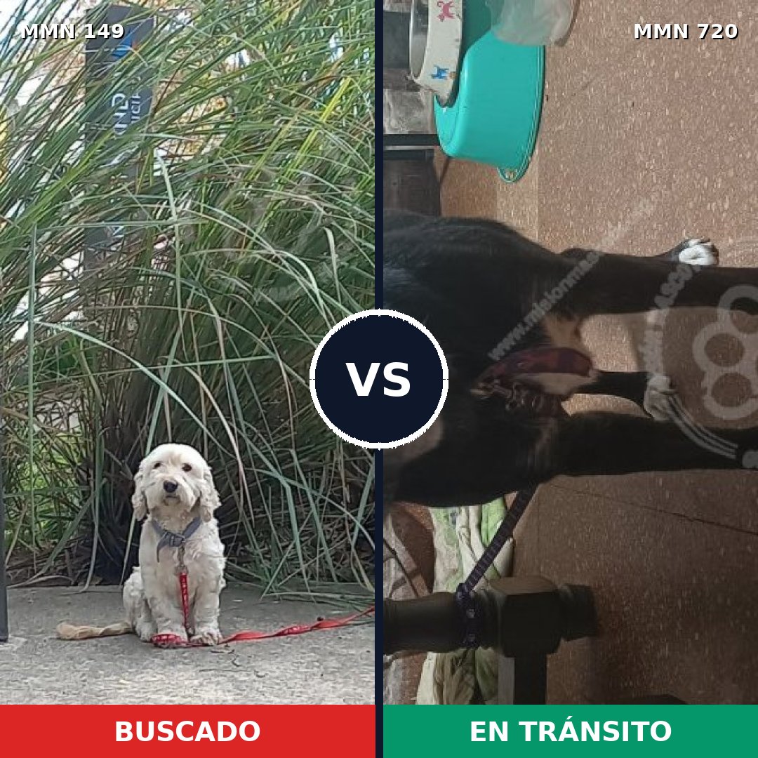 Comparativa MMS 10495: mascota perdida y mascota encontrada, 63% de similitud