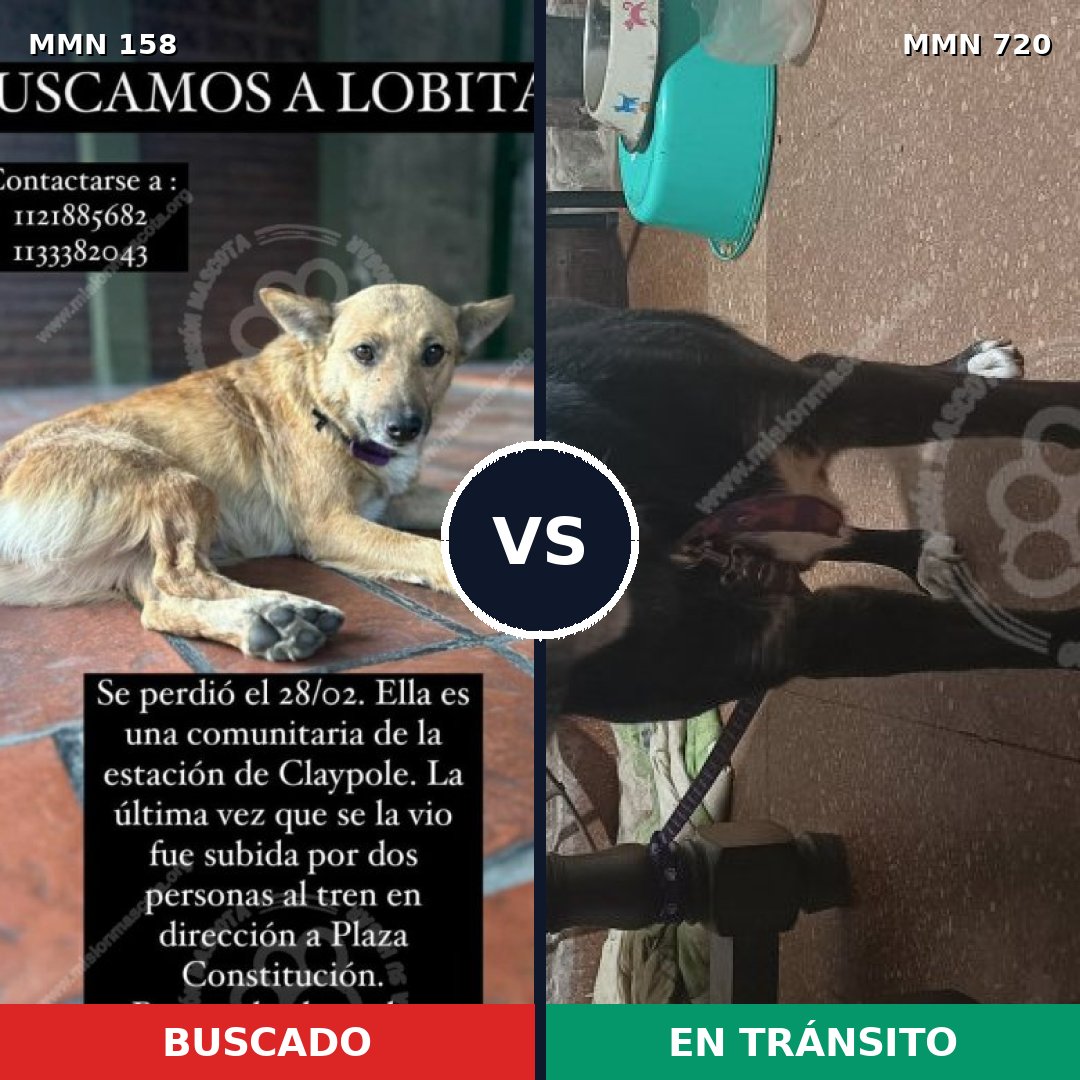 Comparativa MMS 10496: mascota perdida y mascota encontrada, 63% de similitud
