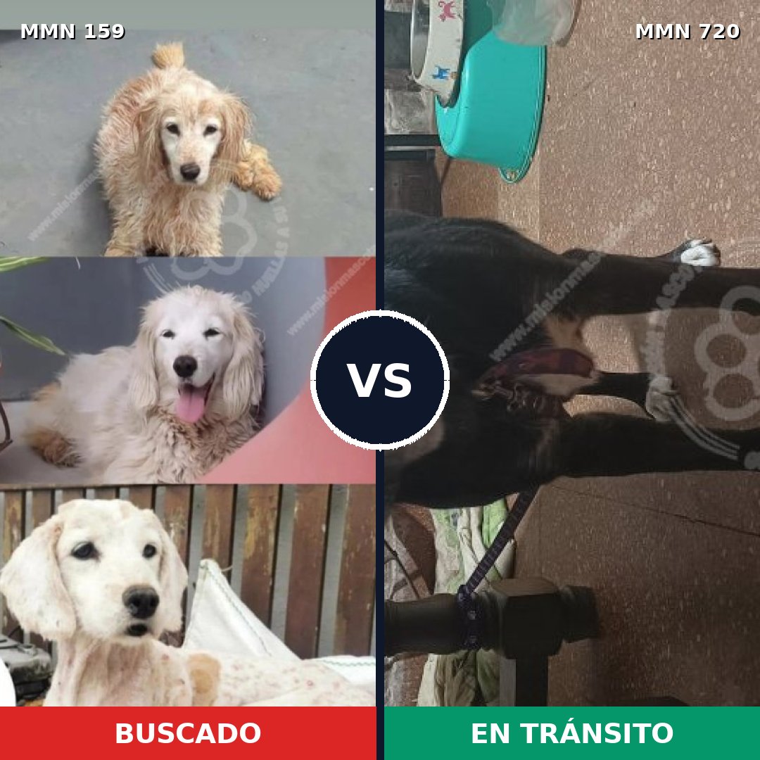 Comparativa MMS 10497: mascota perdida y mascota encontrada, 47% de similitud