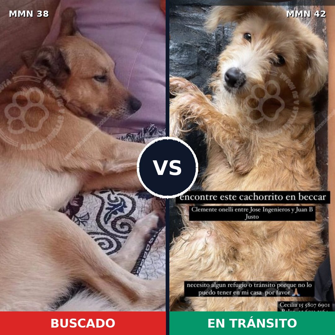 Comparativa MMS 105: mascota perdida y mascota encontrada, 57% de similitud