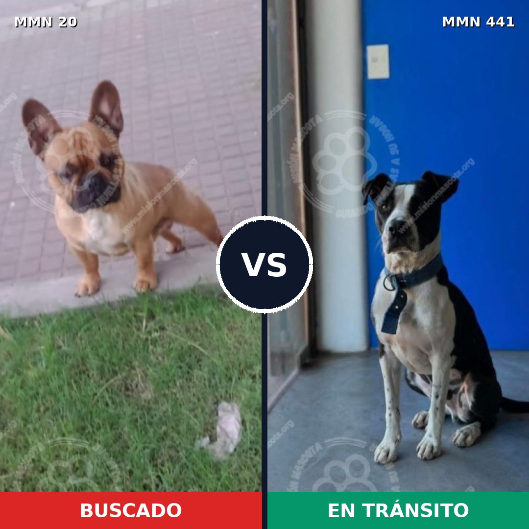 Comparativa MMS 1050: mascota perdida y mascota encontrada, 30% de similitud