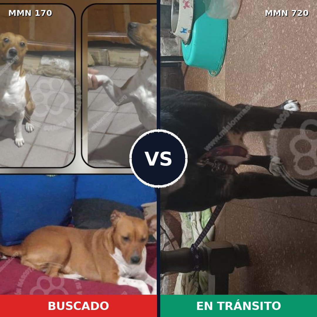 Comparativa MMS 10500: mascota perdida y mascota encontrada, 66% de similitud