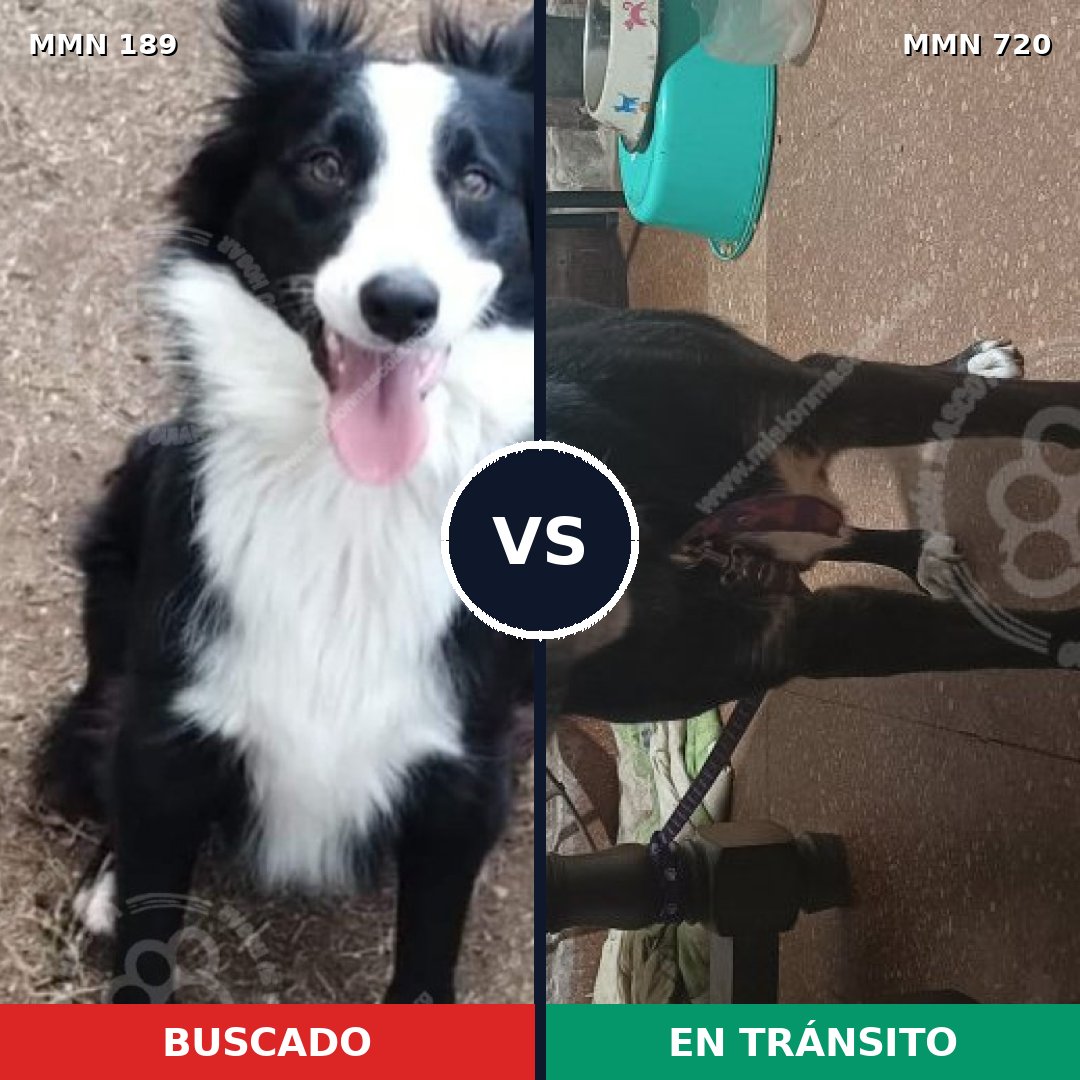 Comparativa MMS 10502: mascota perdida y mascota encontrada, 81% de similitud