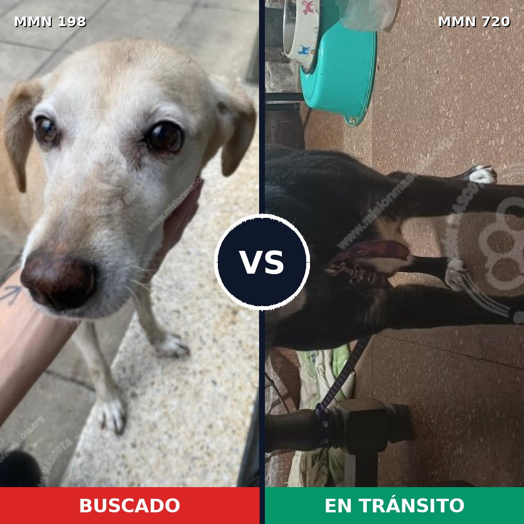 Comparativa MMS 10503: mascota perdida y mascota encontrada, 67% de similitud