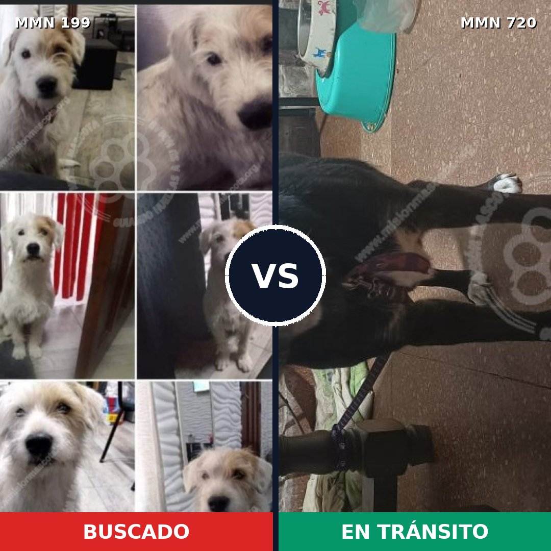 Comparativa MMS 10504: mascota perdida y mascota encontrada, 63% de similitud