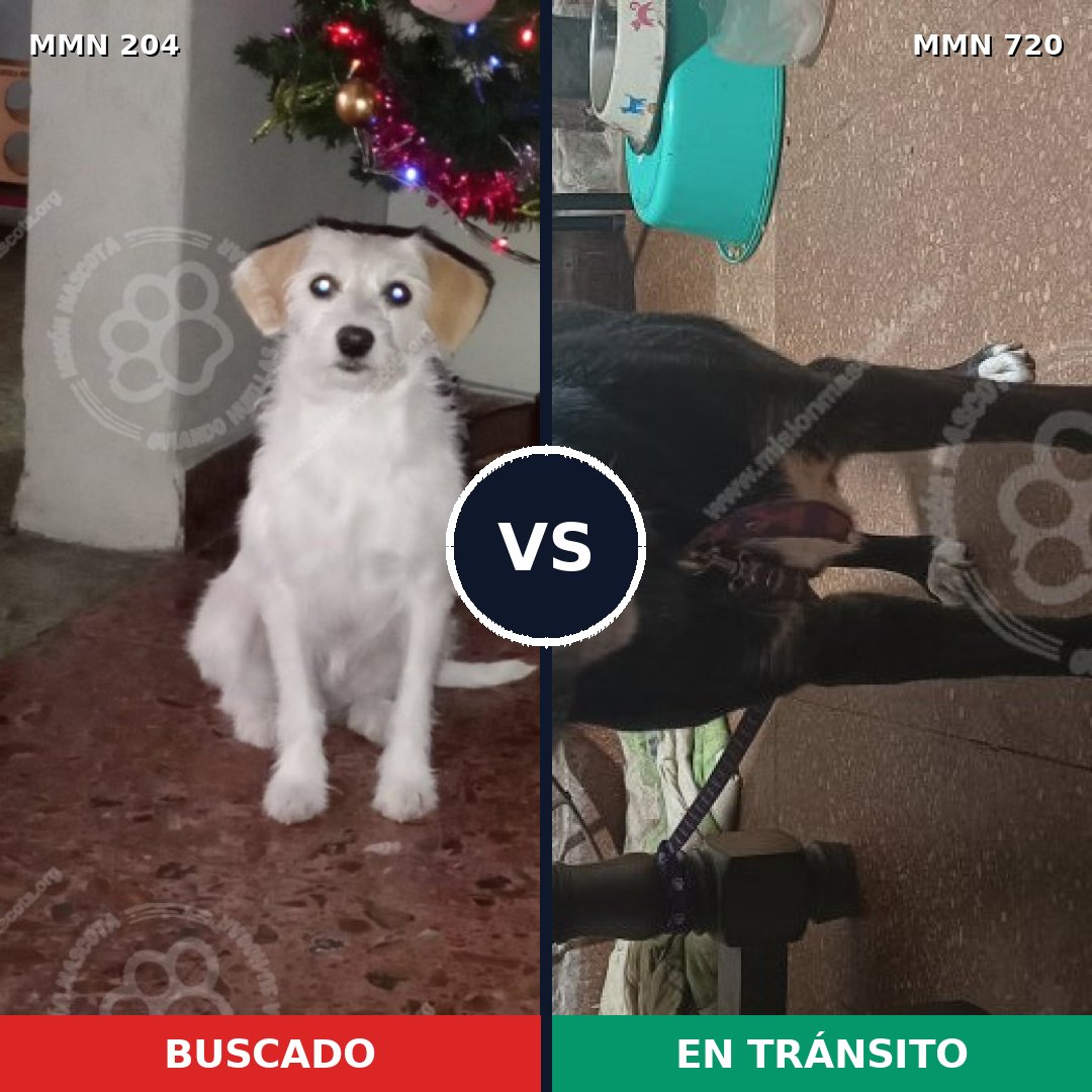 Comparativa MMS 10505: mascota perdida y mascota encontrada, 63% de similitud