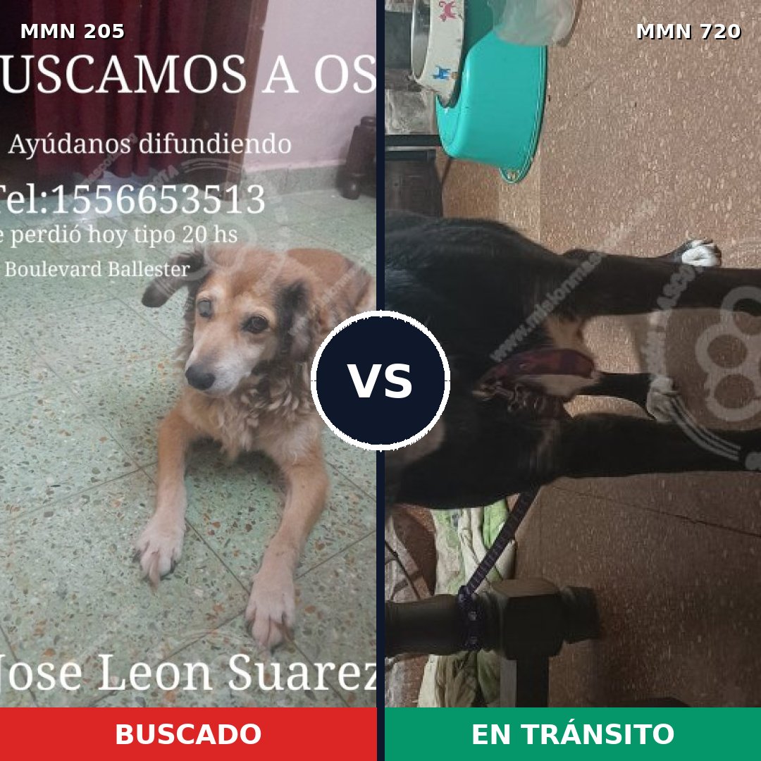 Comparativa MMS 10506: mascota perdida y mascota encontrada, 47% de similitud
