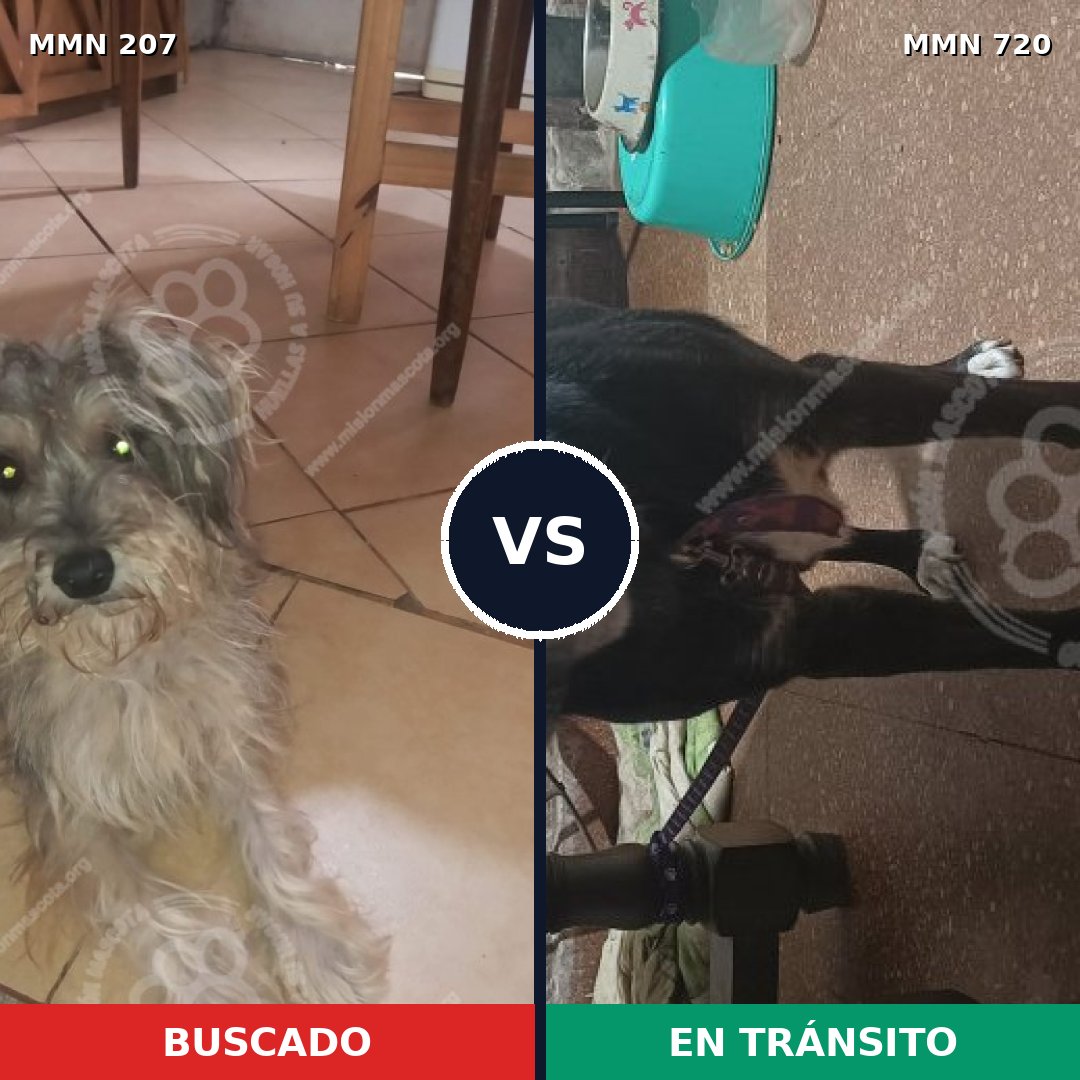 Comparativa MMS 10507: mascota perdida y mascota encontrada, 5% de similitud