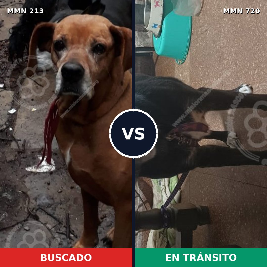 Comparativa MMS 10508: mascota perdida y mascota encontrada, 29% de similitud