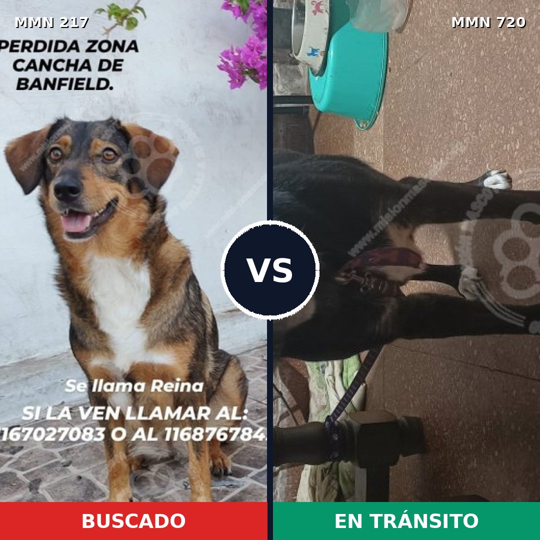 Comparativa MMS 10509: mascota perdida y mascota encontrada, 61% de similitud