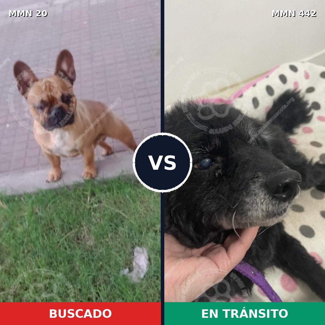 Comparativa MMS 1051: mascota perdida y mascota encontrada, 36% de similitud