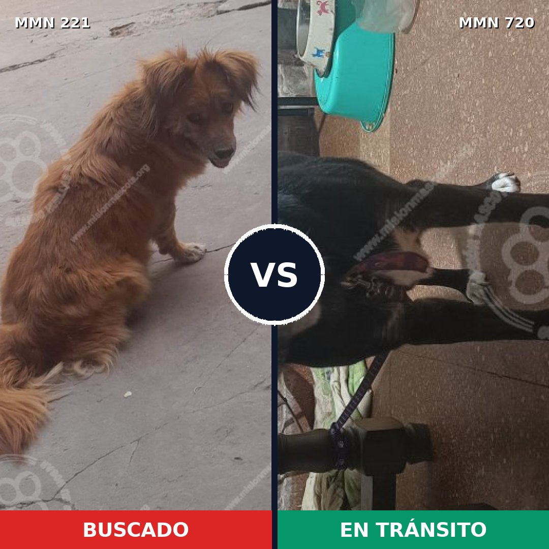 Comparativa MMS 10510: mascota perdida y mascota encontrada, 46% de similitud